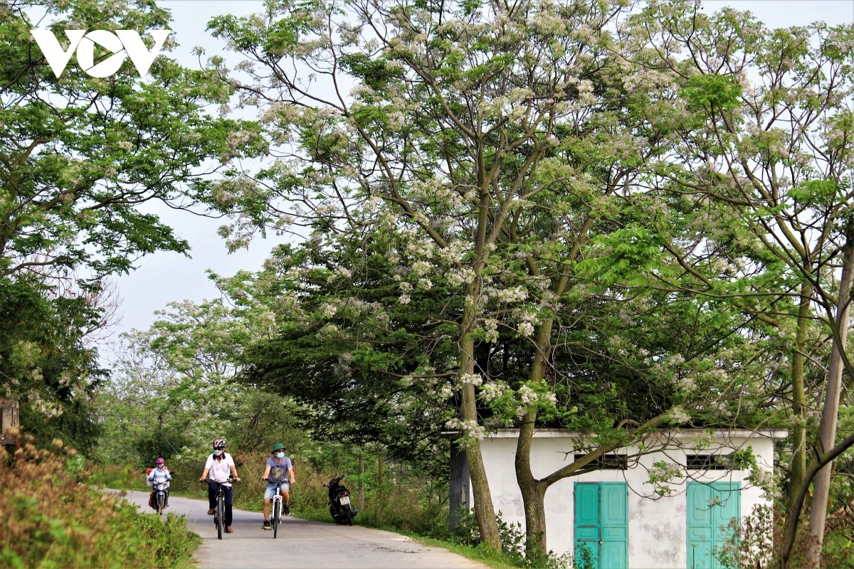 Hoa xoan trong miền ký ức